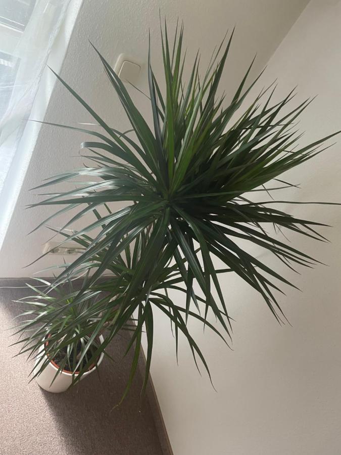Kingsize Bett Boho Apartment Mit Tiefgarage Naehe Salzburg ไฟรลาสซิง ภายนอก รูปภาพ